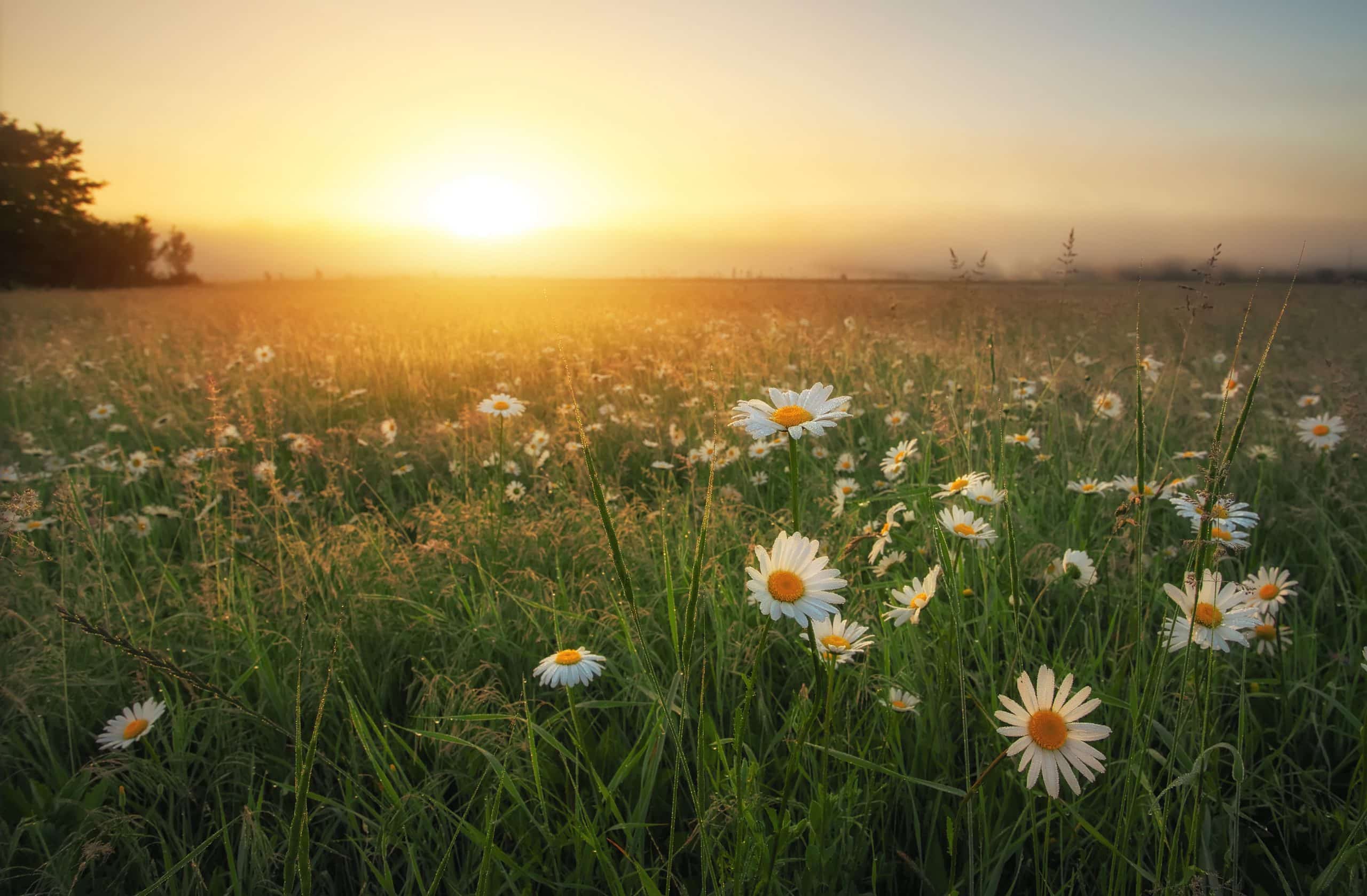 A sunset over a field of daisies